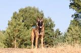 MALINOIS 117